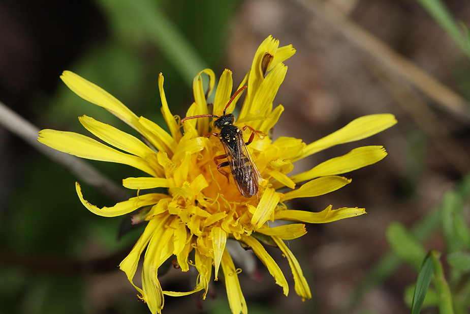 Nomada goodeniana_1302