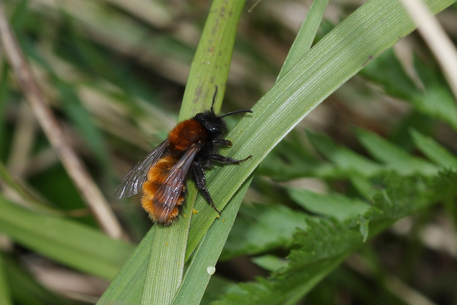 Andrena fulva_1362