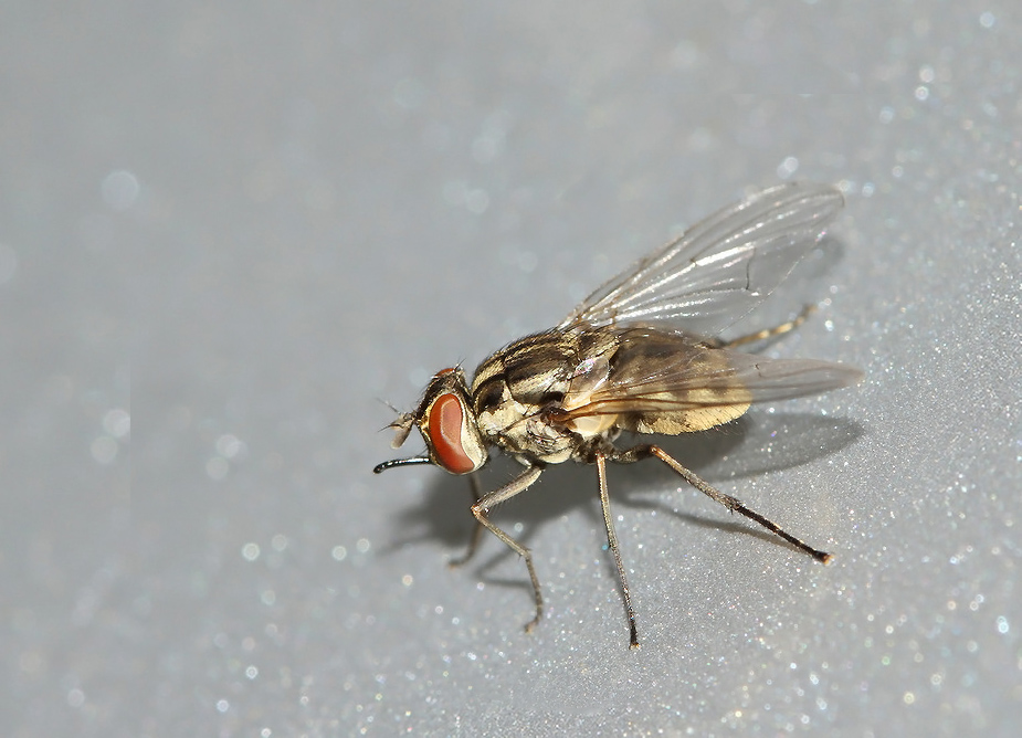 Stomoxys calcitrans_1459-3 copy