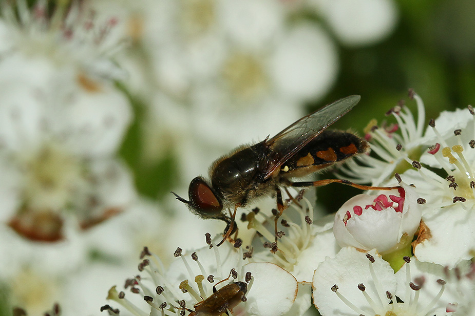 Odontomyia ornata_1463