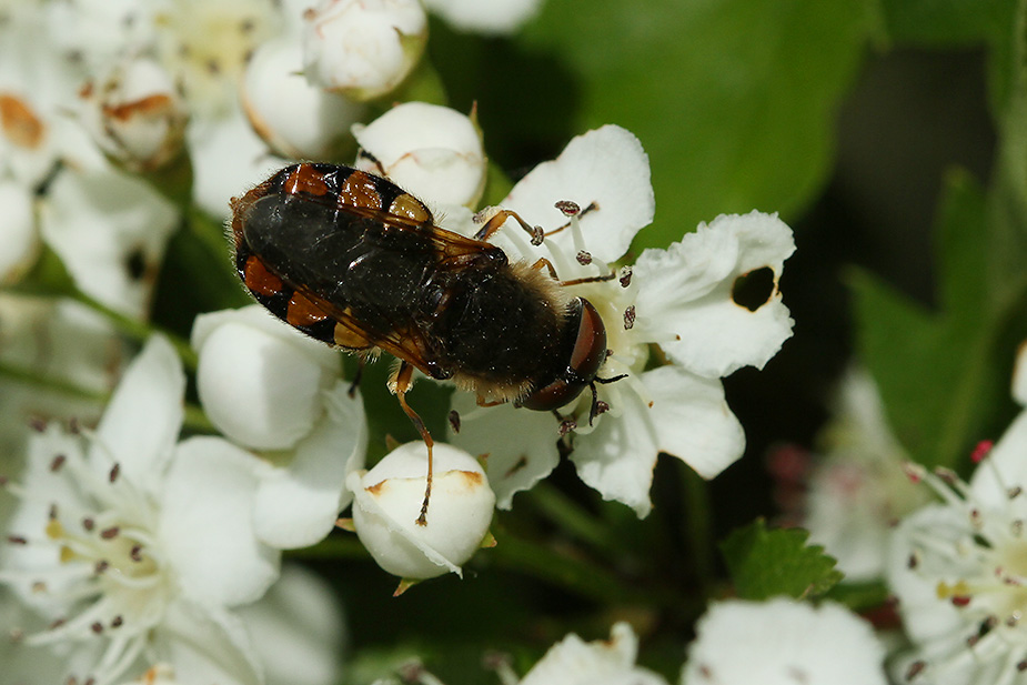 Odontomyia ornata_1479