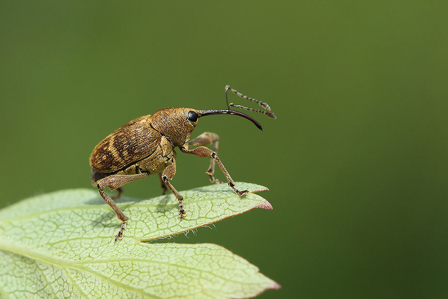 Curculio nucum_1505