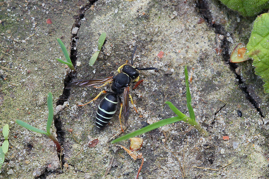 Odynerus melanocephalus_1524
