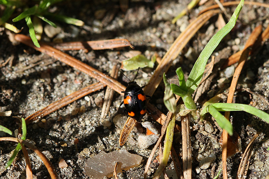 Scaphidium quadrimaculatum_1610