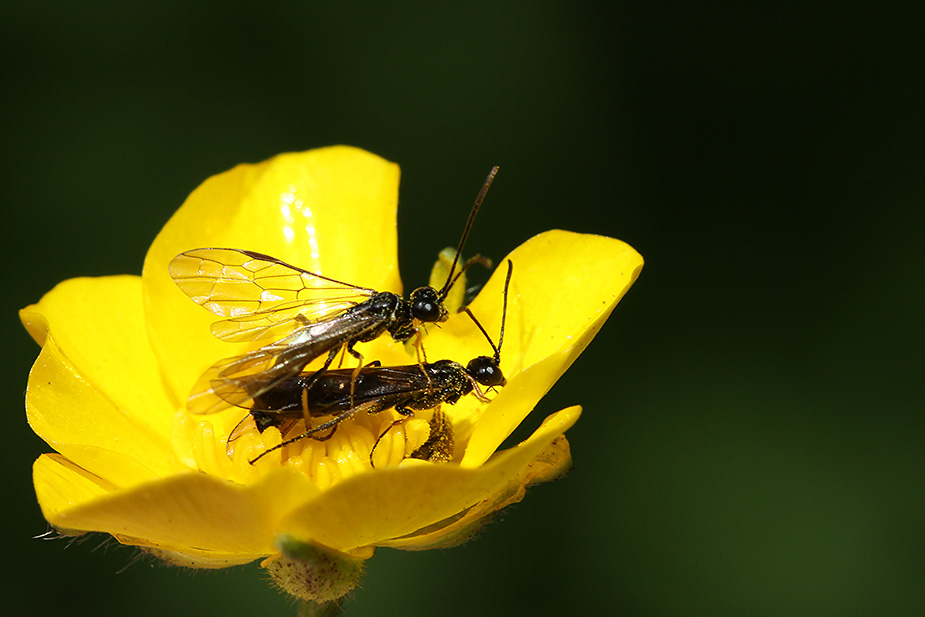 Cephus nigrinus_1641