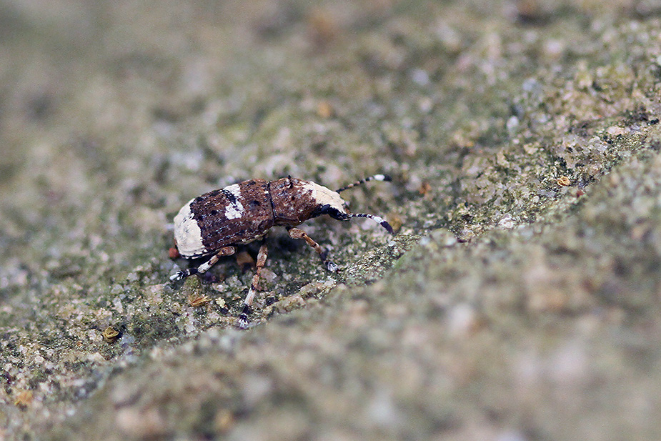 Platystomos albinus_1673