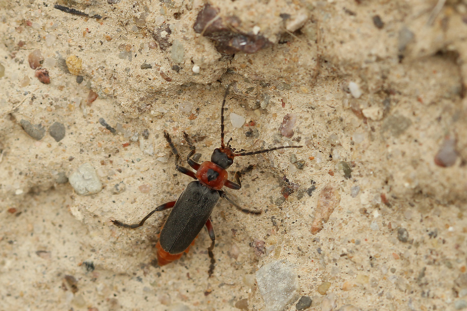 Cantharis sp._1748