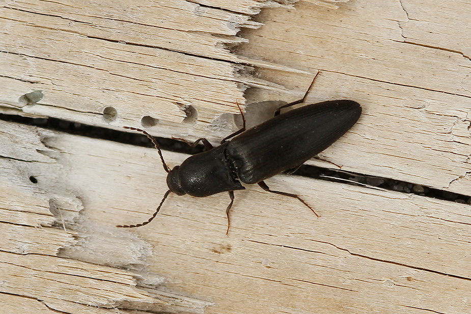 Ectinus aterrimus_1752