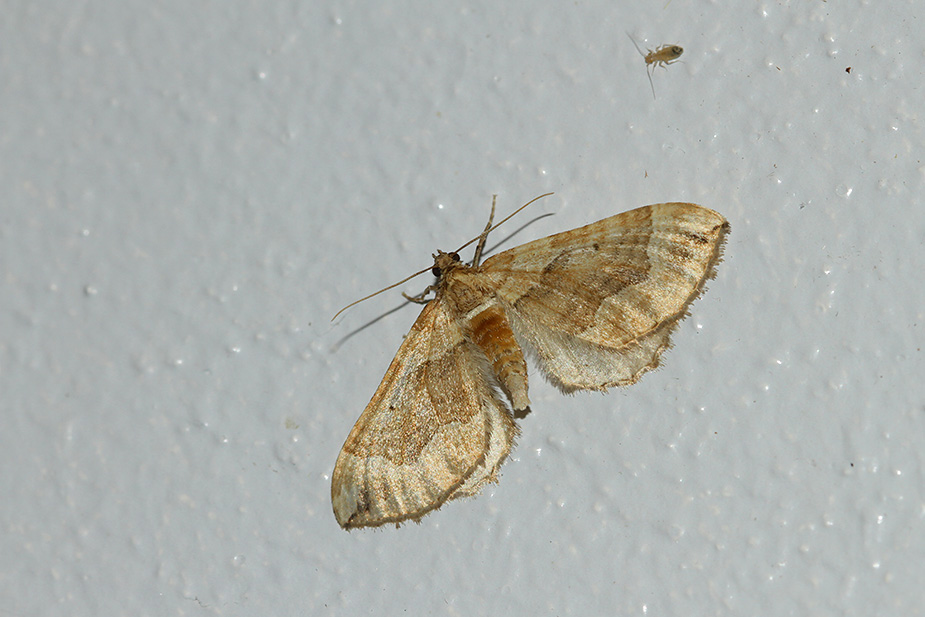 Pelurga comitata_1864