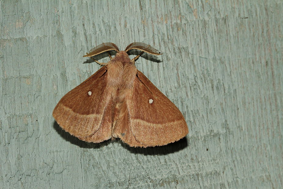 Lasiocampa trifolii_1870