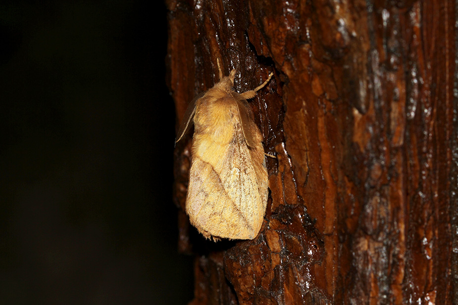 Euthrix potatoria_1886