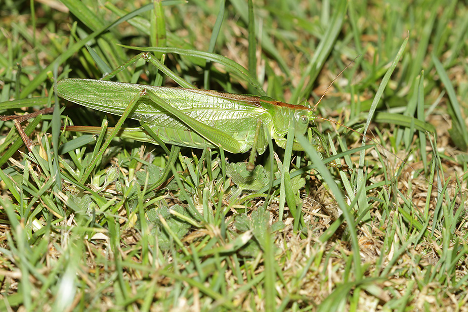 Tettigonia viridissima_1922