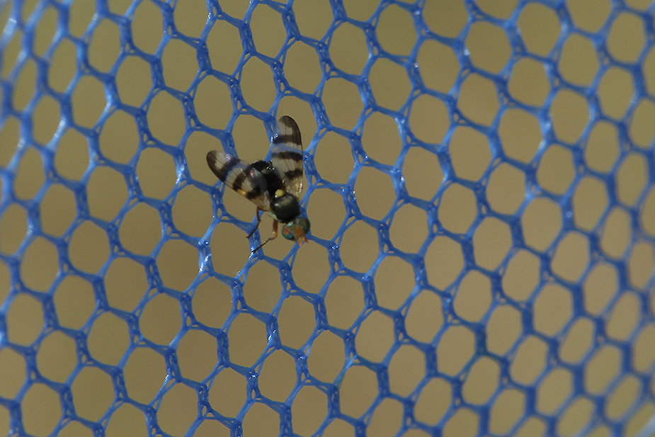 Urophora jaceana_2426