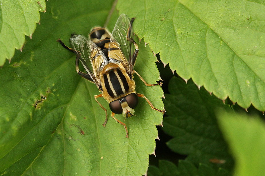 Helophilus trivittatus_3108