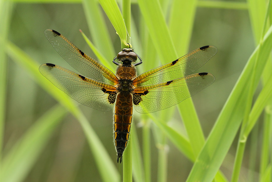 Libellula quadrimaculata_3202
