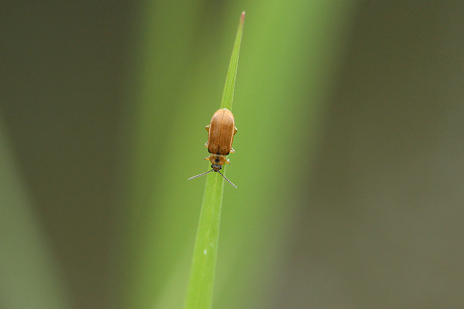 Galerucella lineola_3246