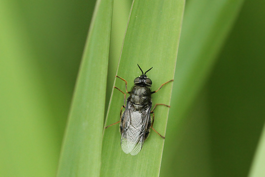 Odontomyia tigrina_3273