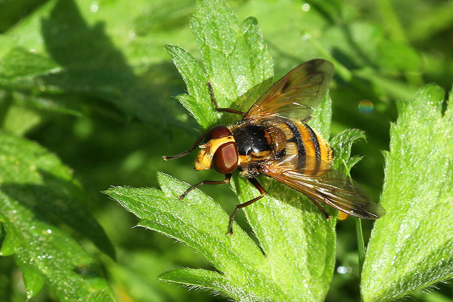 Volucella inanis_3601