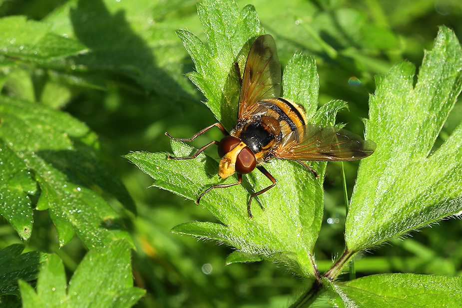 Volucella inanis_3604