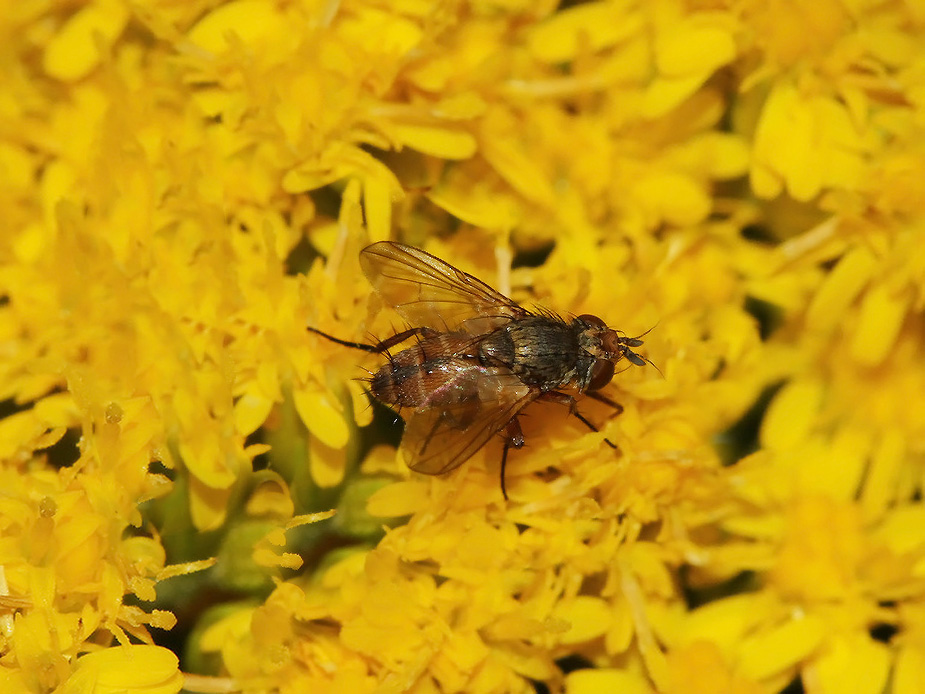 Siphona cf. geniculata_3958-4