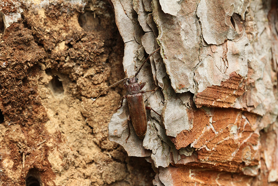 Arhopalus rusticus_5479