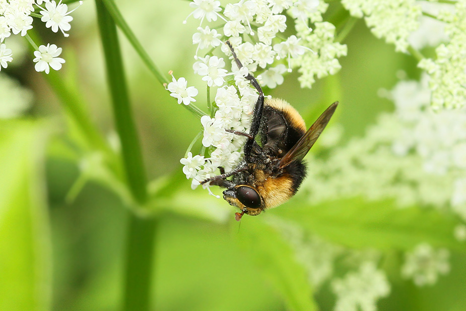Criorhina berberina_5514