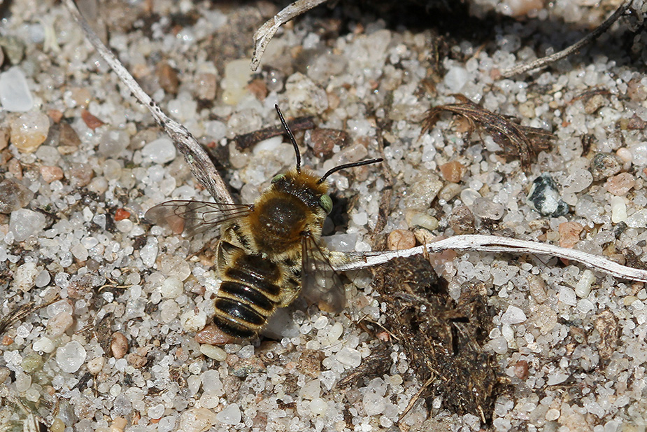 Megachile sp._5609