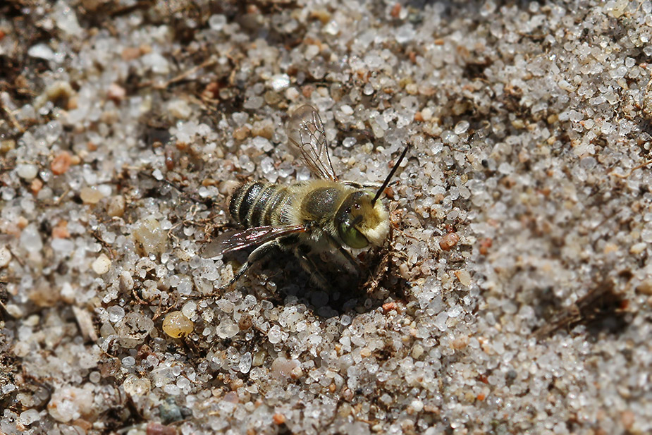 Megachile sp._5616