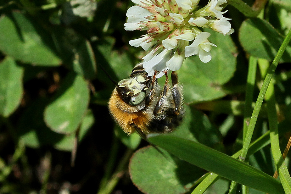 Anthophora quadrimaculata_5637