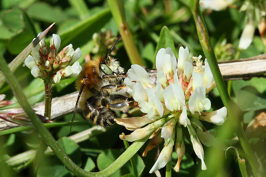 Anthophora quadrimaculata_5646