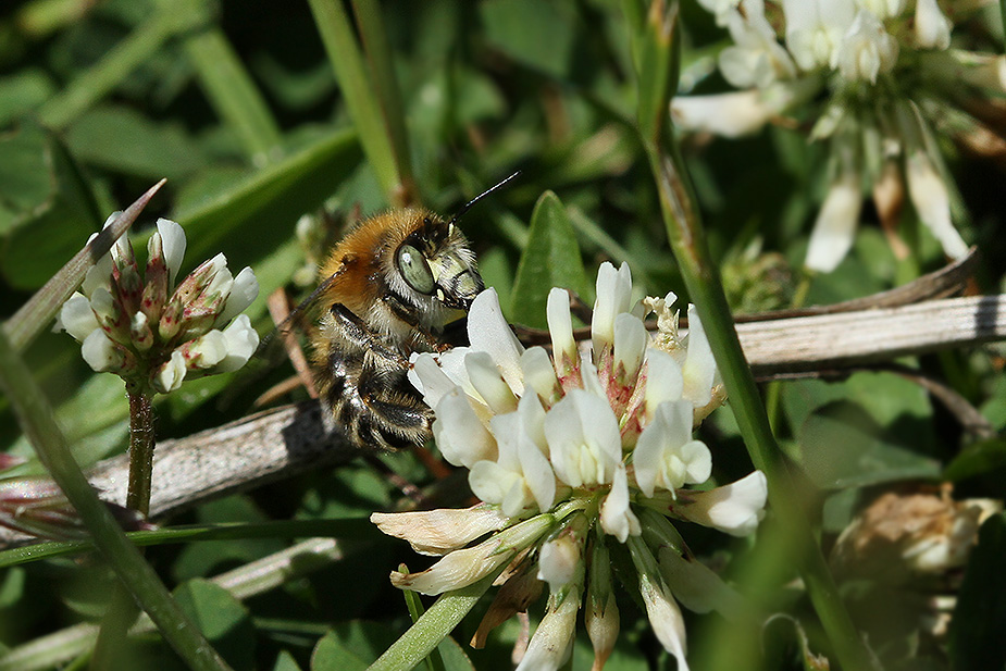 Anthophora quadrimaculata_5647