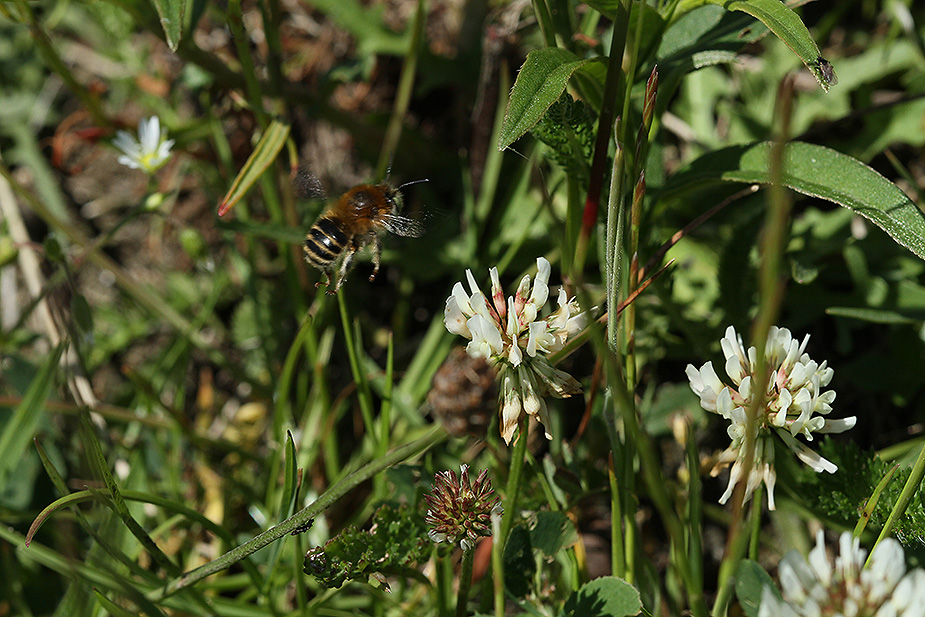 Anthophora quadrimaculata_5659