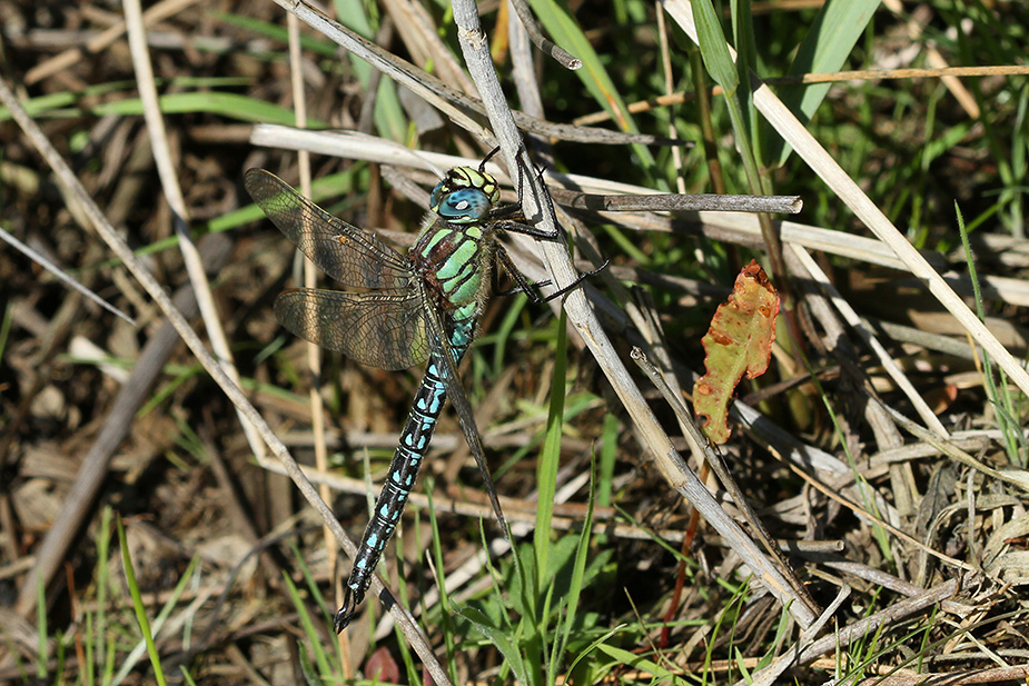 Brachytron pratense_5681