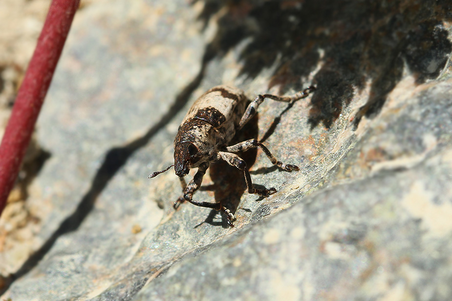 Bothynoderes affinis_5707