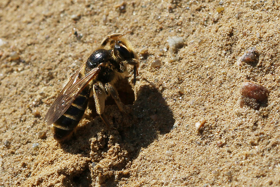 Colletes  sp._5725