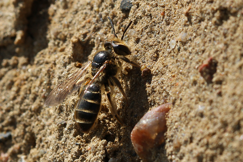 Colletes  sp._5733