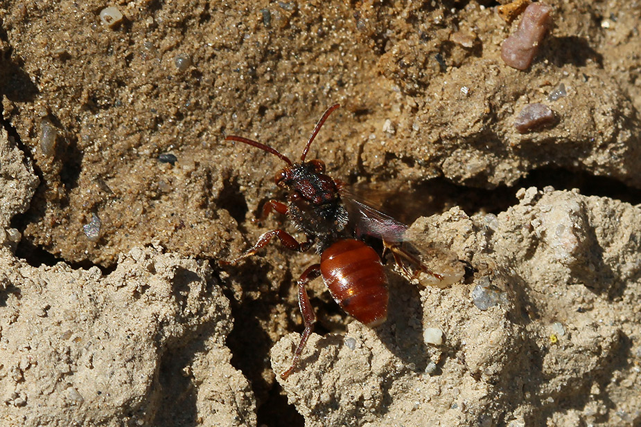 Nomada sp._5751