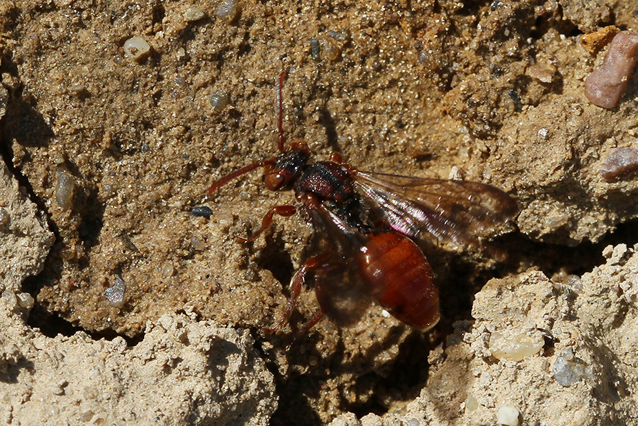 Nomada sp._5753