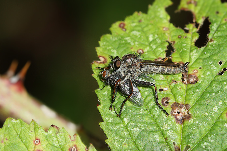 Tolmerus atricapillus_5792