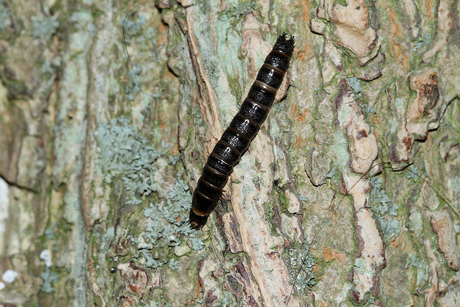 Stenagostus rhombeus_5798