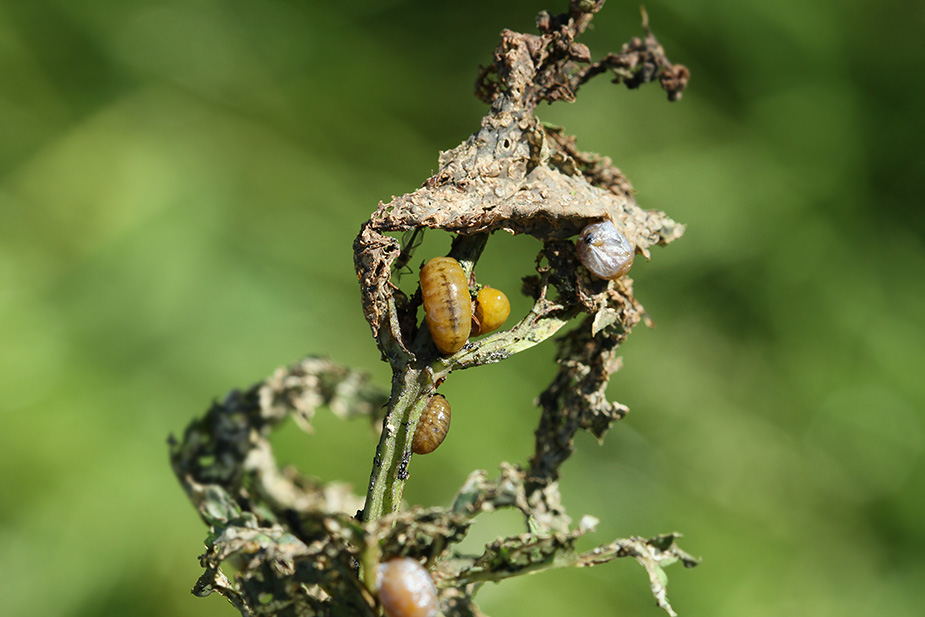 Cionus scrophulariae_5820