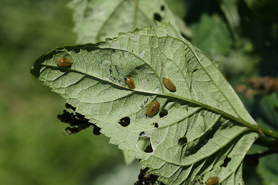 Cionus scrophulariae_5822