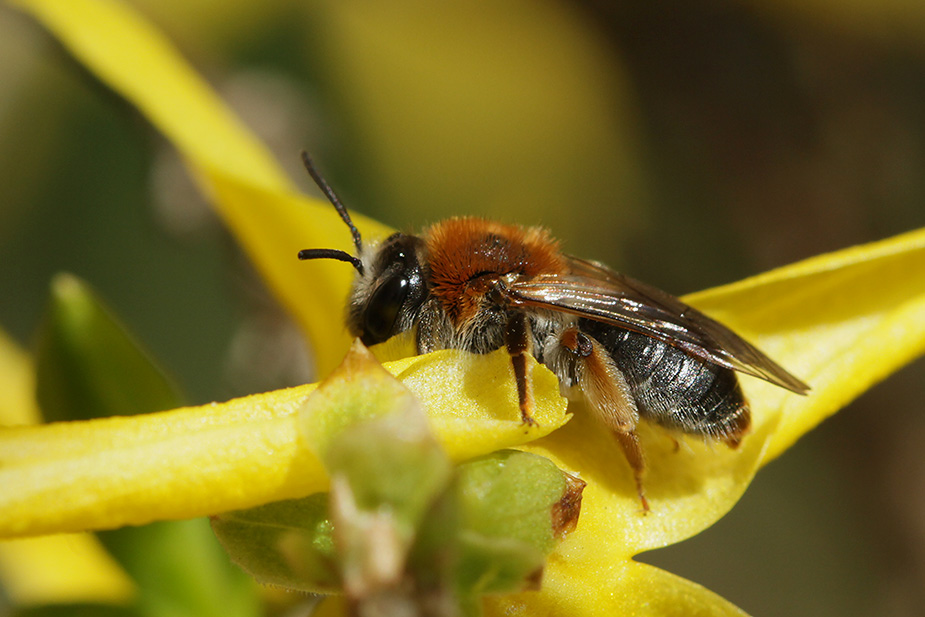 Andrena haemorrhoa_6300