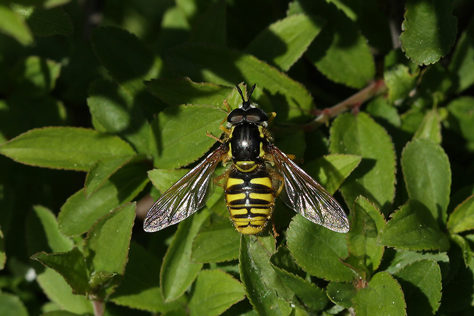 Chrysotoxum cautum_6544