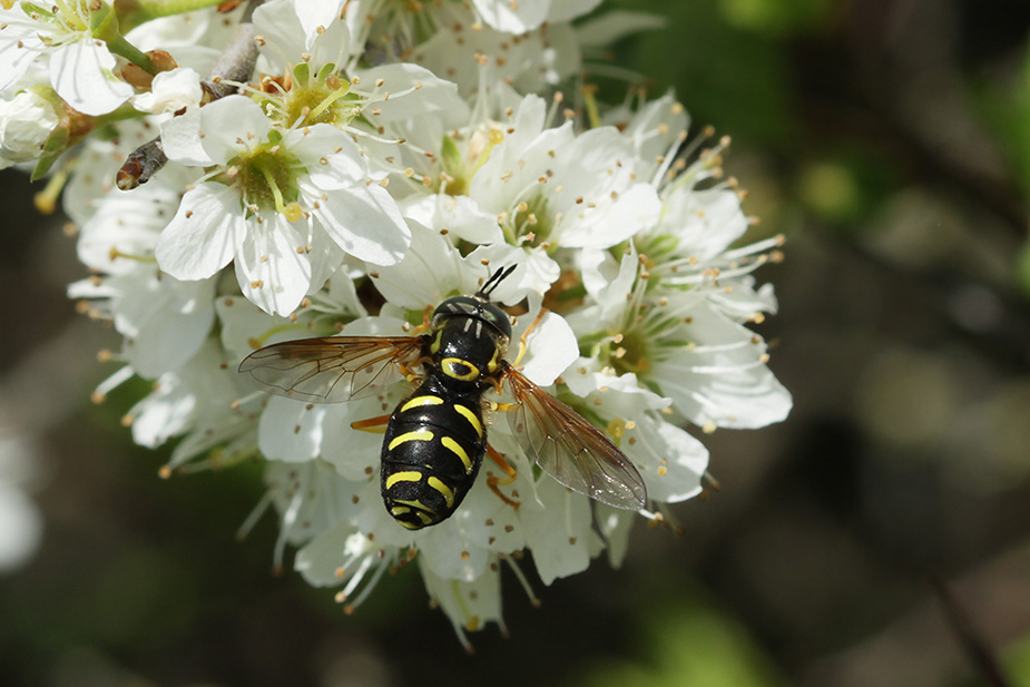 Chrysotoxum vernale_6588