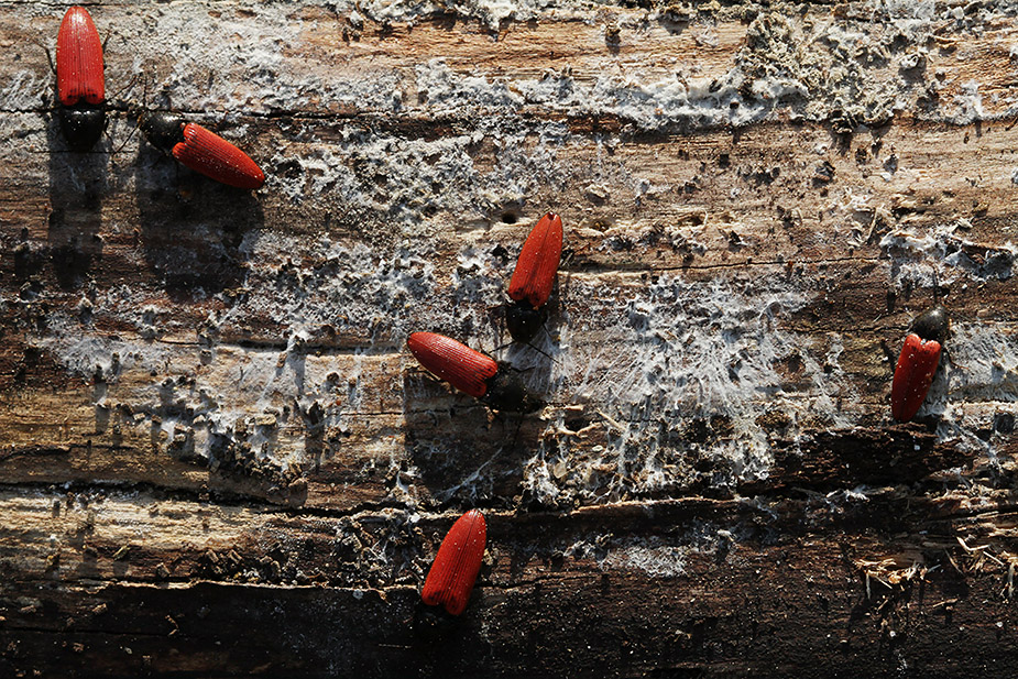 Ampedus cinnabarinus_6742