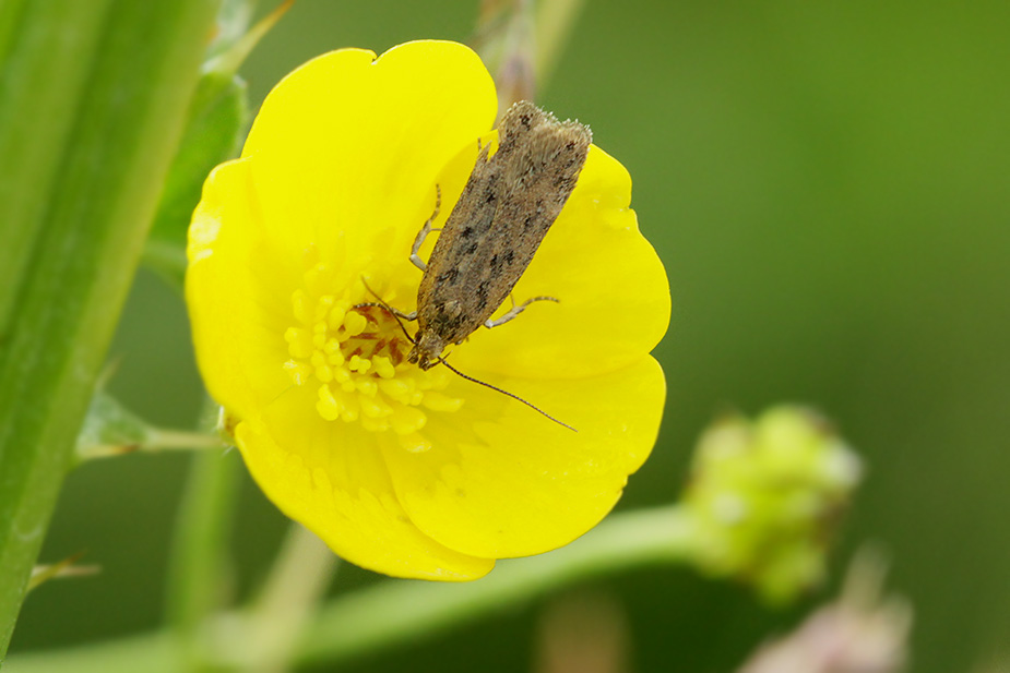 Bryotropha terrella_7317