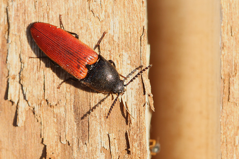 Ampedus pomonae_7515