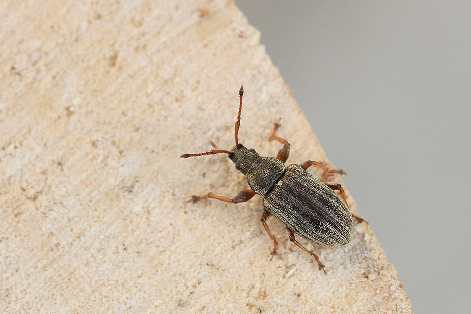 Phyllobius pyri_7575