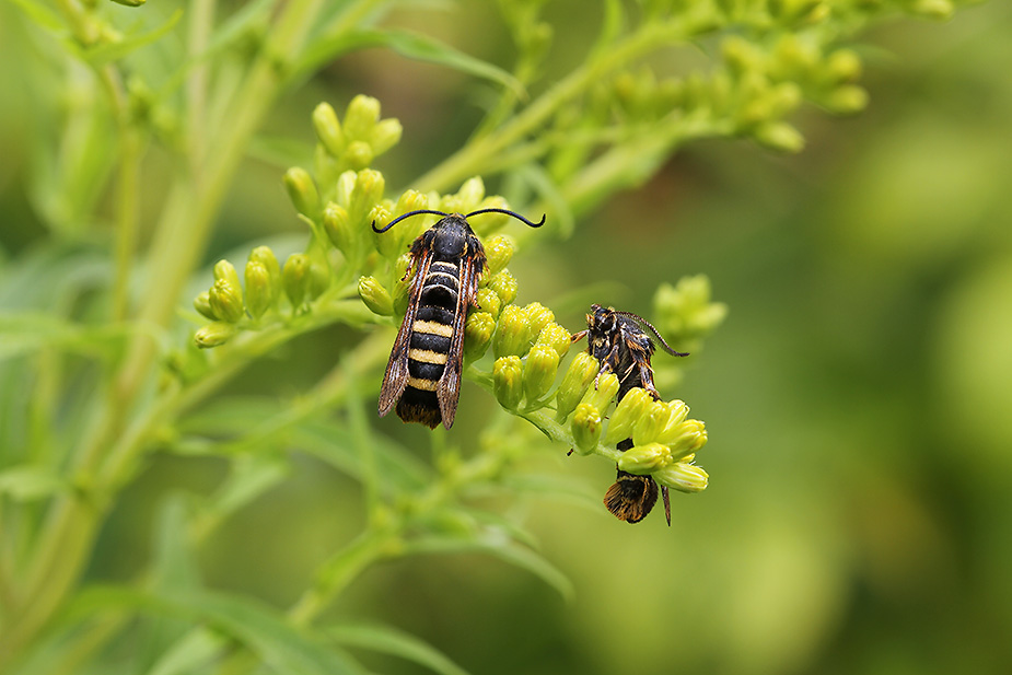 Pennisetia hylaeiformis_7911